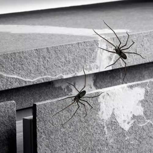 Spider Fridge Magnet🎁Realistic Spider Magnets, for Refrigerator, Garage Door, or Car