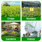 🎁 Year-End 50% Off Sale🔥All-in-One Plant Regeneration Concentrate