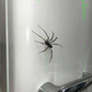 Spider Fridge Magnet🎁Realistic Spider Magnets, for Refrigerator, Garage Door, or Car
