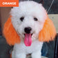 Non-Toxic Pet Hair Color Dye